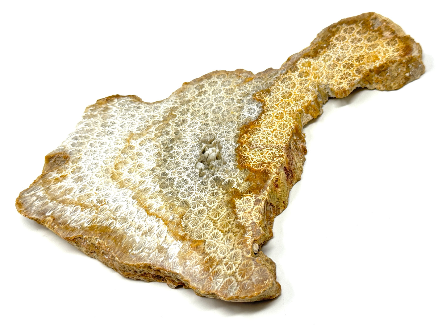 Large Fossil Coral Slice 19.4cm