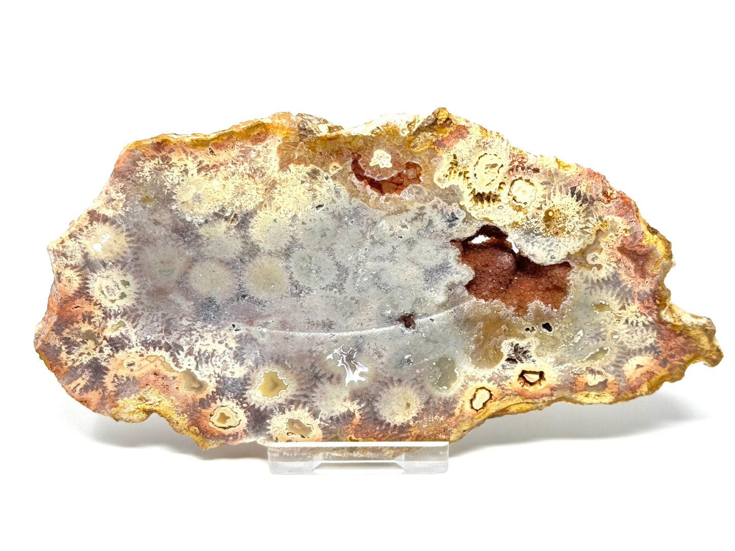 Large Fossil Coral Slice 15.2cm