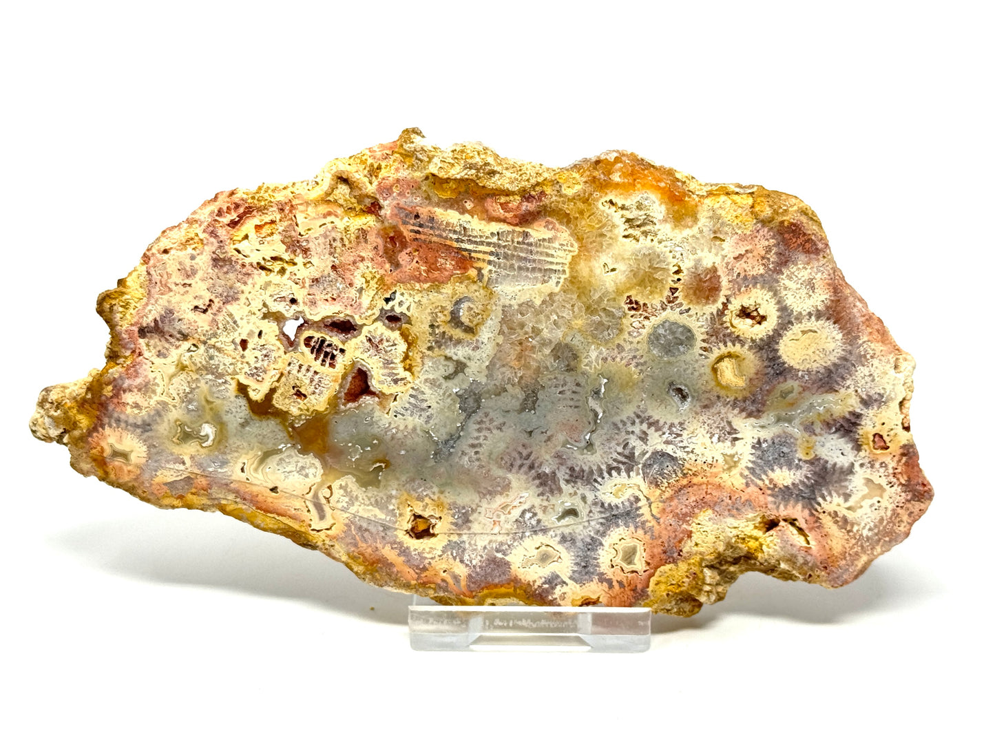 Large Fossil Coral Slice 15.2cm