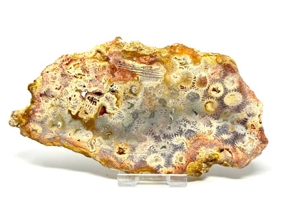 Large Fossil Coral Slice 15.2cm