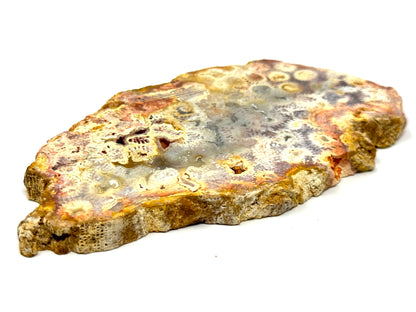 Large Fossil Coral Slice 15.2cm
