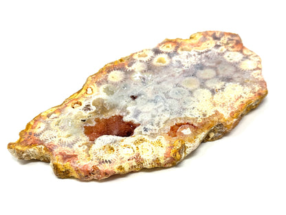 Large Fossil Coral Slice 15.2cm