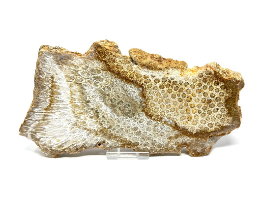 Large Fossil Coral Slice 21cm