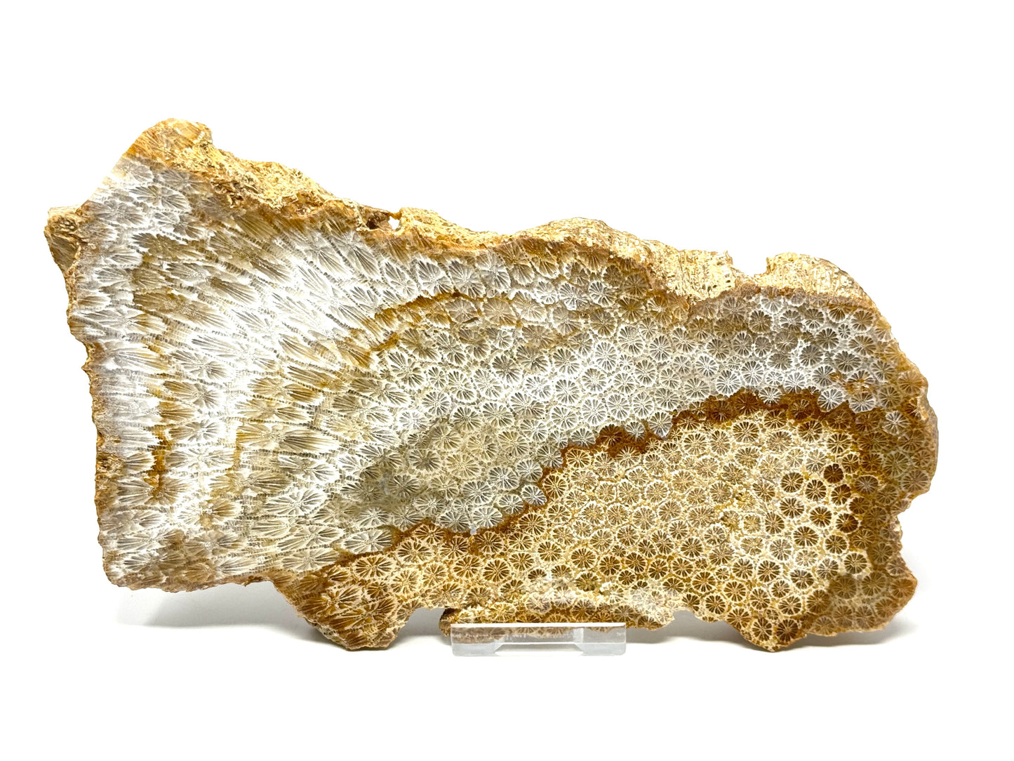 Large Fossil Coral Slice 21cm