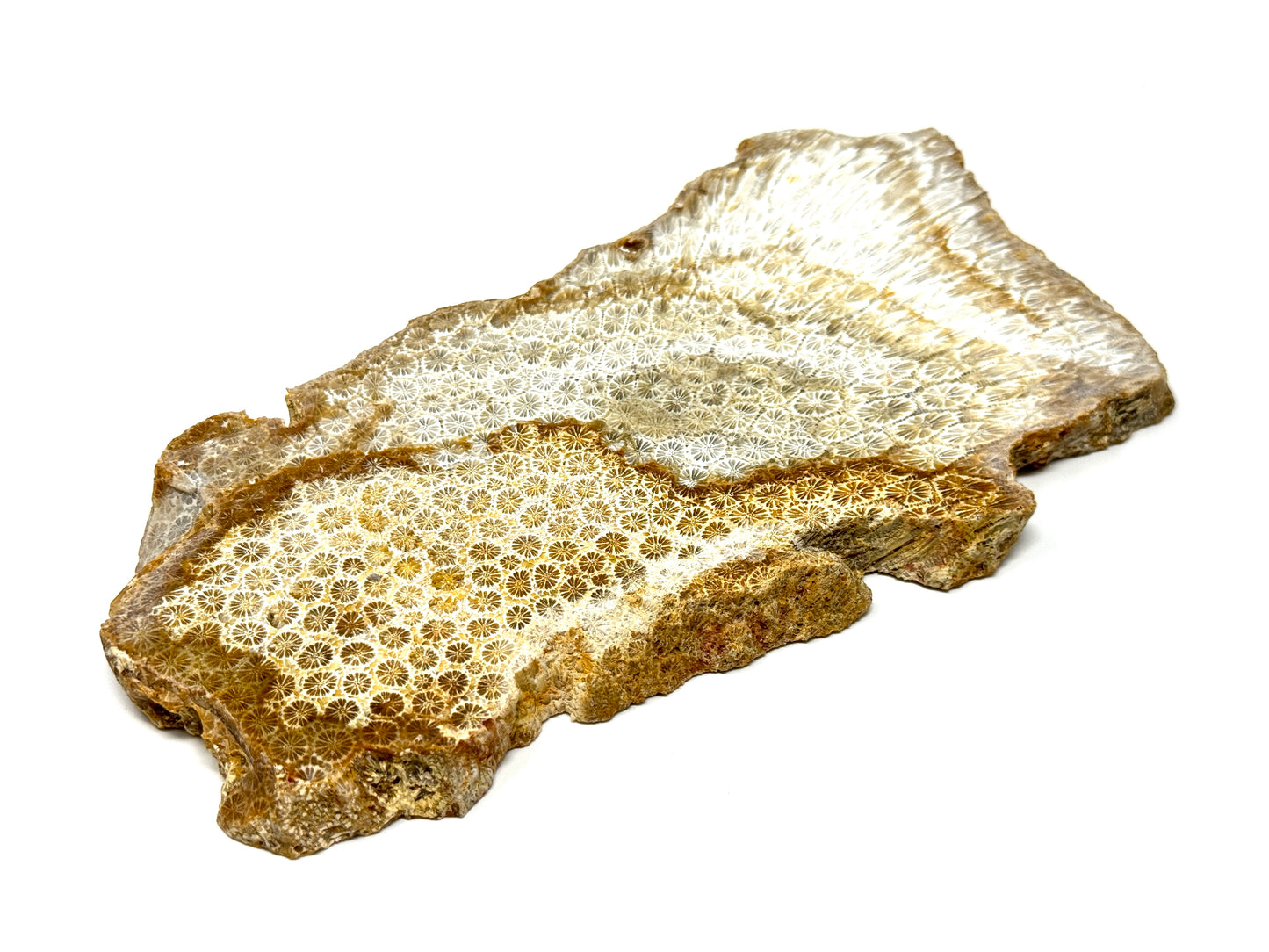 Large Fossil Coral Slice 21cm