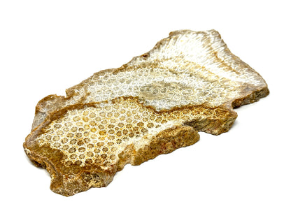 Large Fossil Coral Slice 21cm