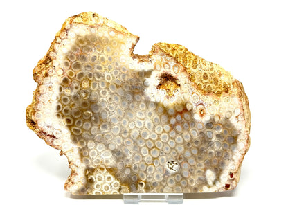 Large Fossil Coral Slice 15.4cm