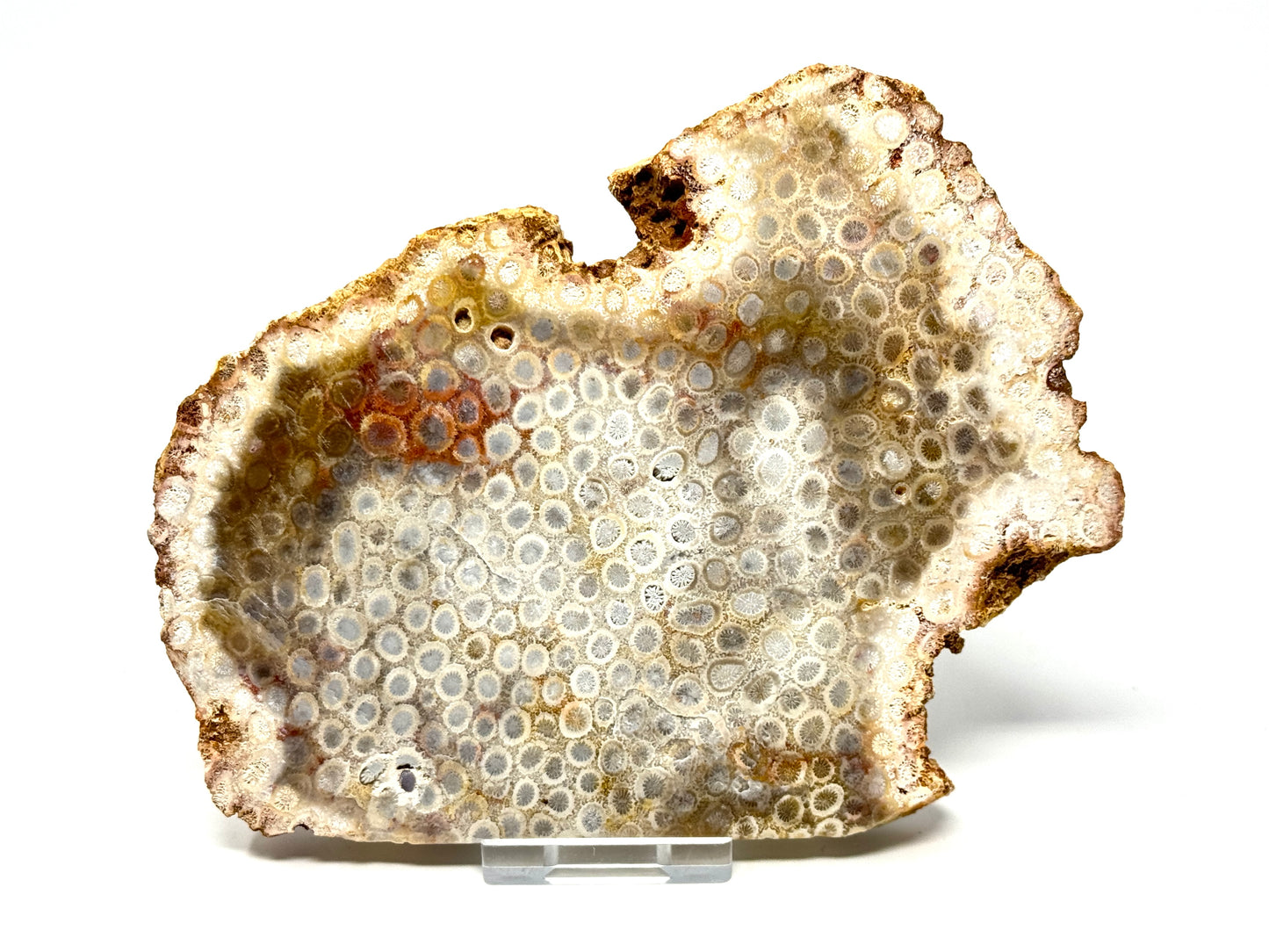 Large Fossil Coral Slice 15.4cm