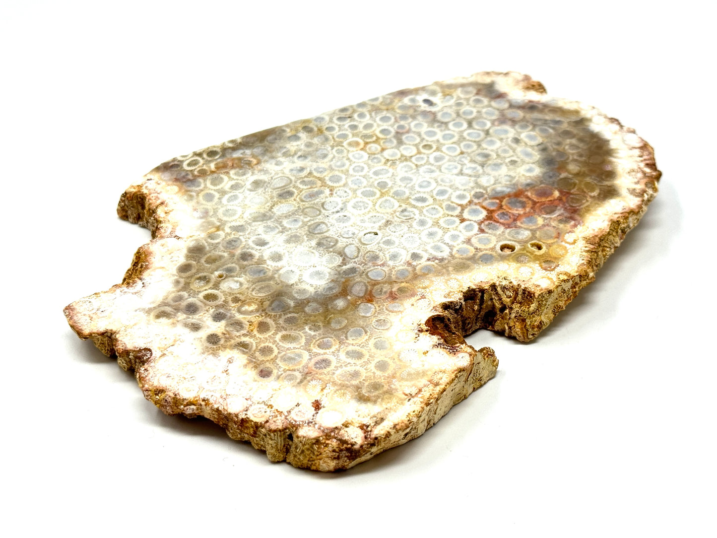 Large Fossil Coral Slice 15.4cm