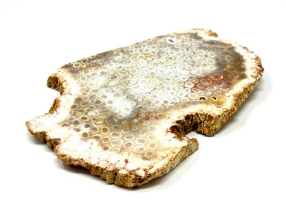 Large Fossil Coral Slice 15.4cm