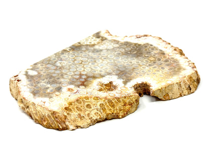 Large Fossil Coral Slice 15.4cm