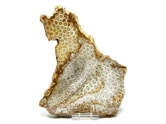 Large Fossil Coral Slice 19.2cm