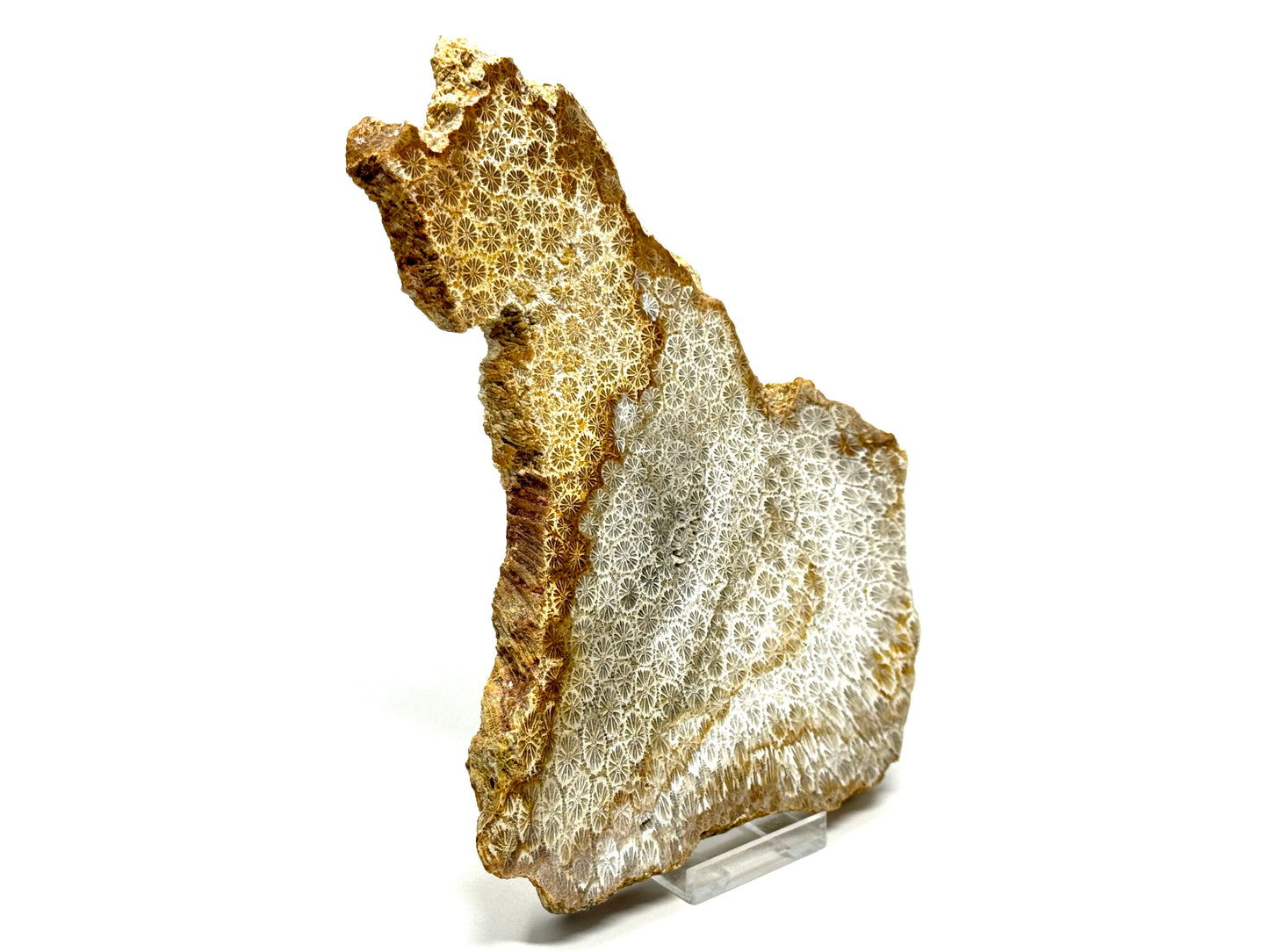 Large Fossil Coral Slice 19.2cm