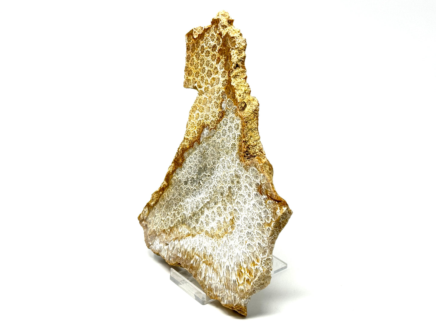 Large Fossil Coral Slice 19.2cm