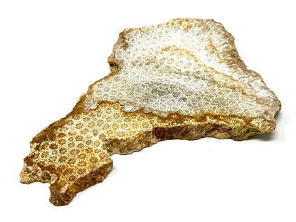Large Fossil Coral Slice 19.2cm