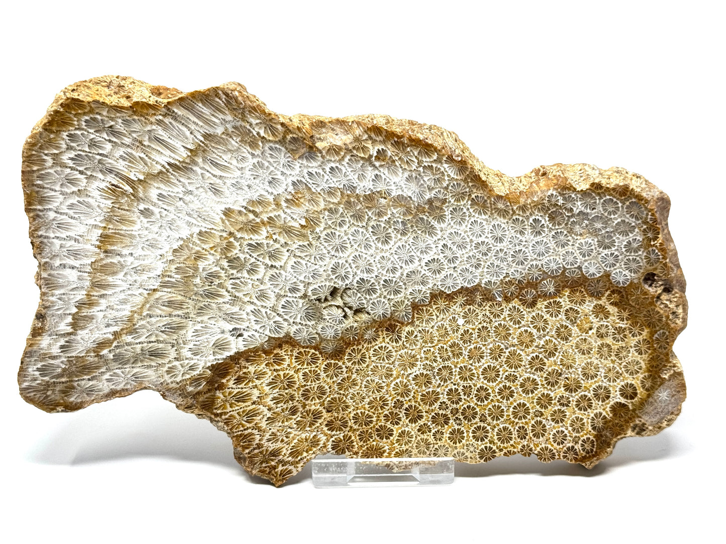 Large Fossil Coral Slice 19.5cm