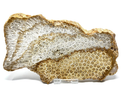 Large Fossil Coral Slice 19.5cm