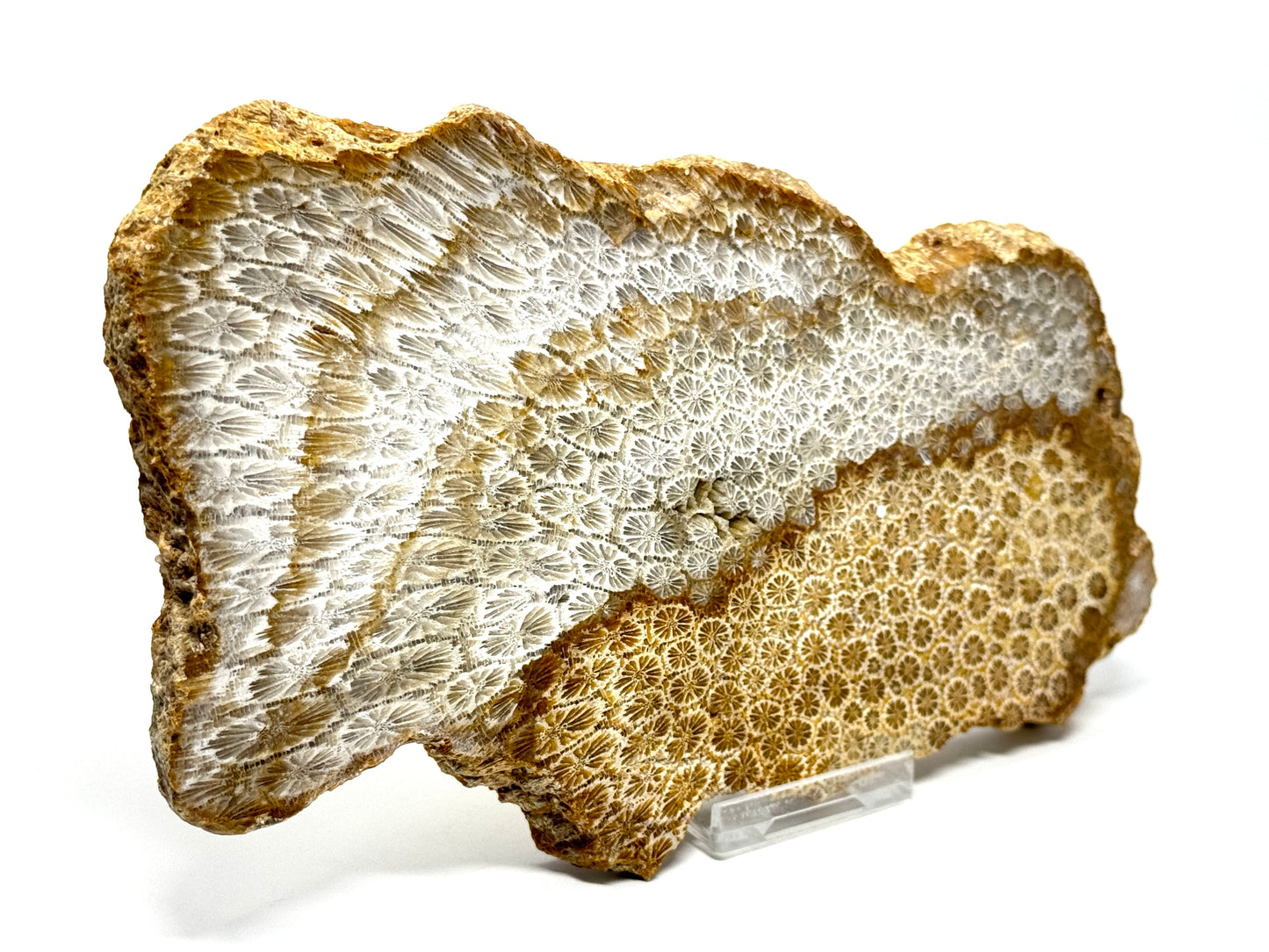 Large Fossil Coral Slice 19.5cm
