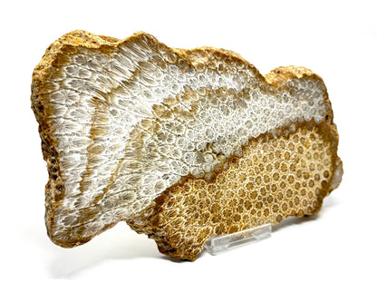 Large Fossil Coral Slice 19.5cm