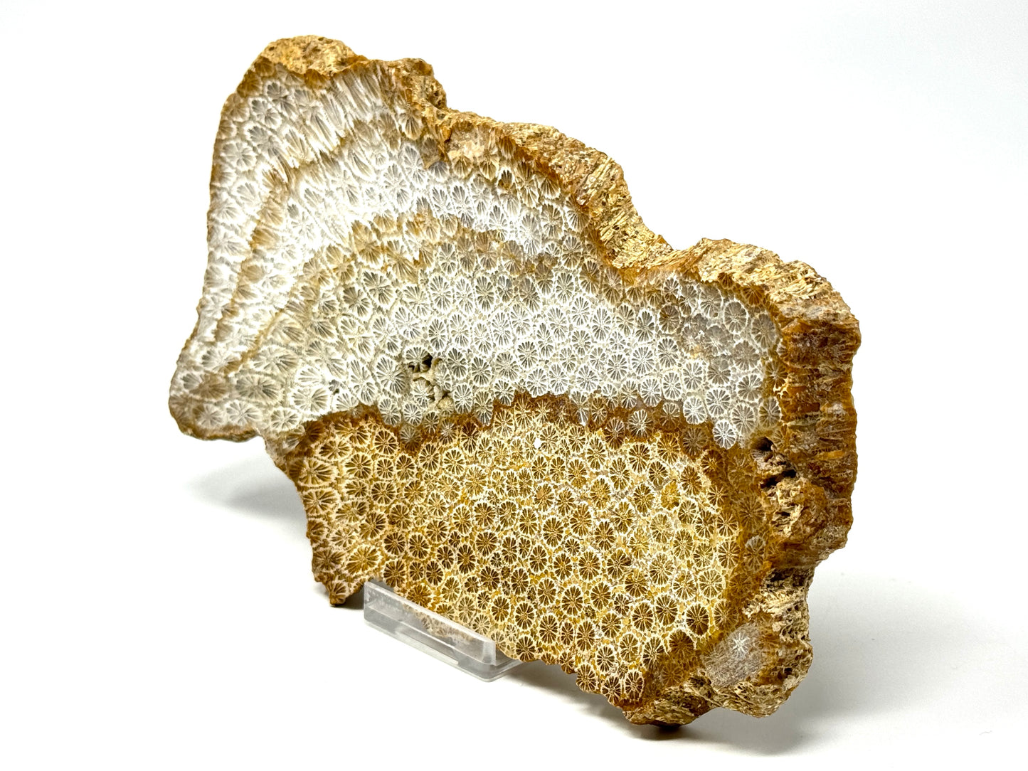 Large Fossil Coral Slice 19.5cm