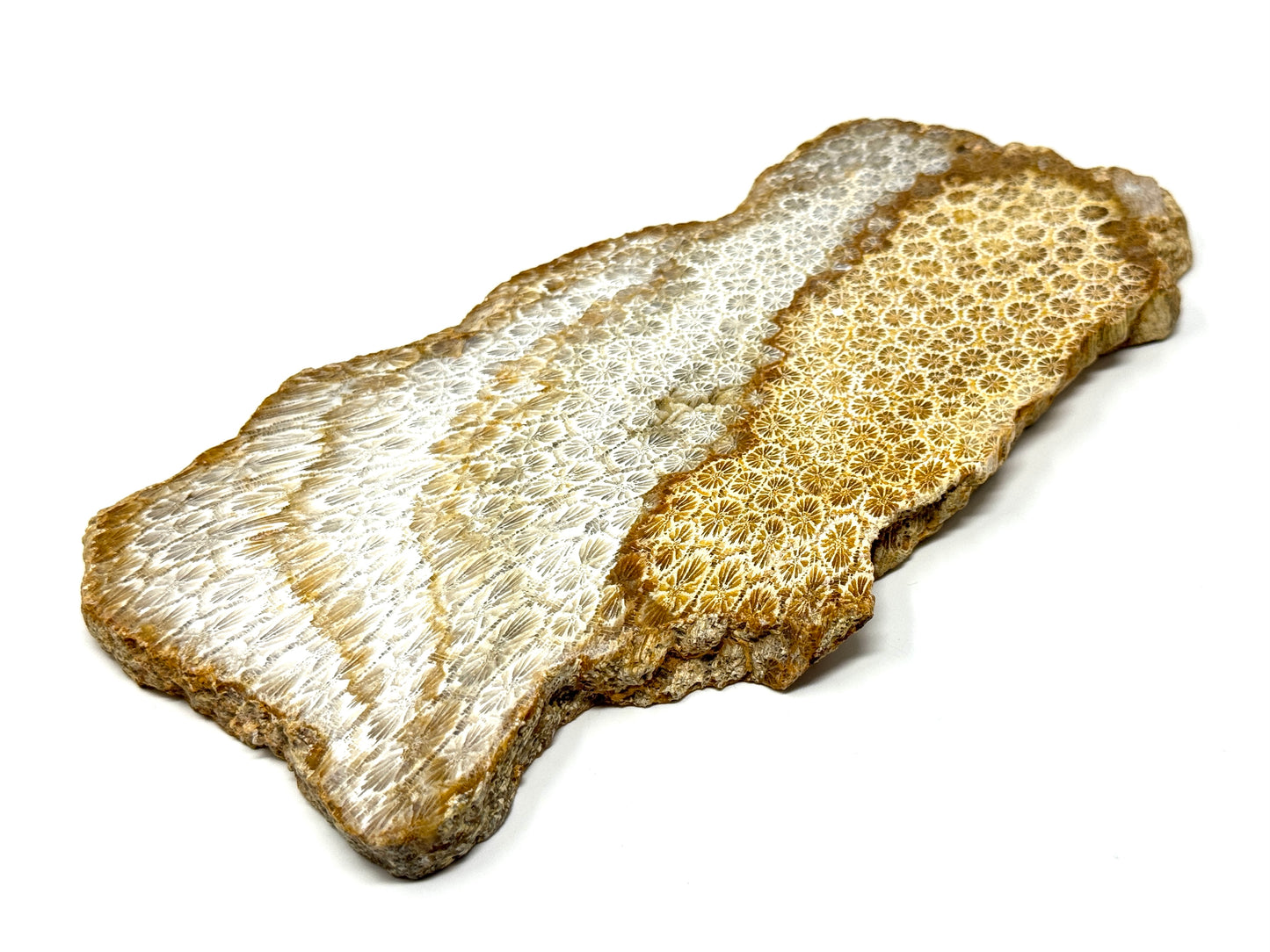 Large Fossil Coral Slice 19.5cm