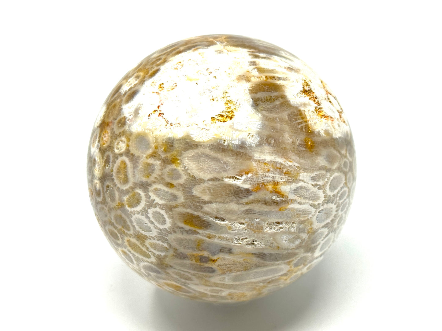 Fossil Coral Sphere 7.5cm