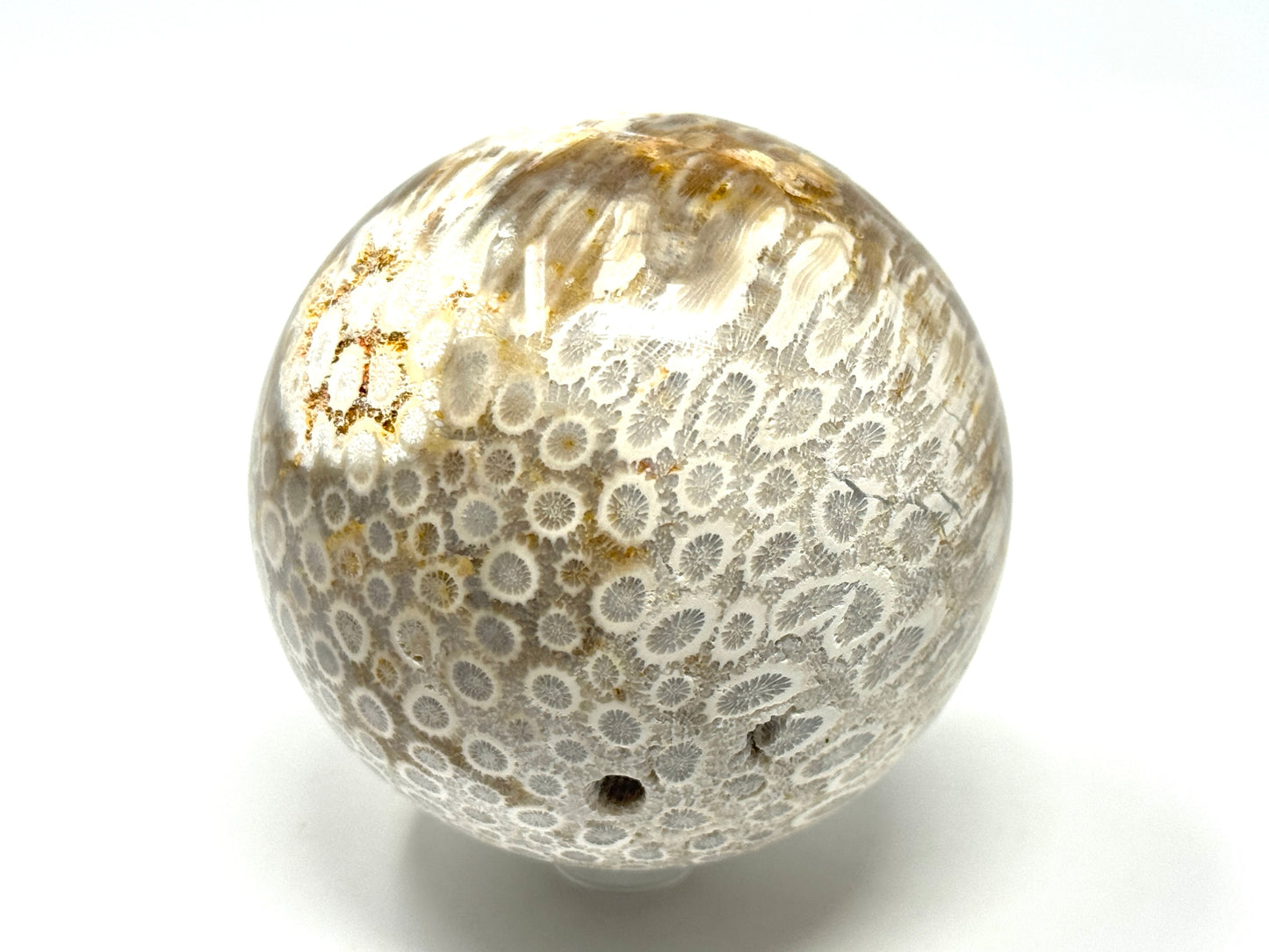 Fossil Coral Sphere 7.5cm
