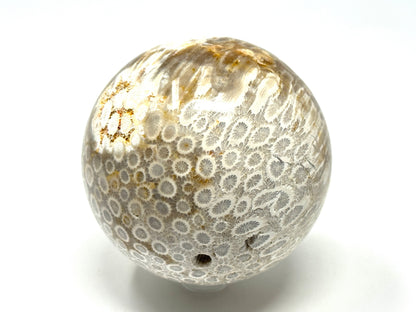 Fossil Coral Sphere 7.5cm