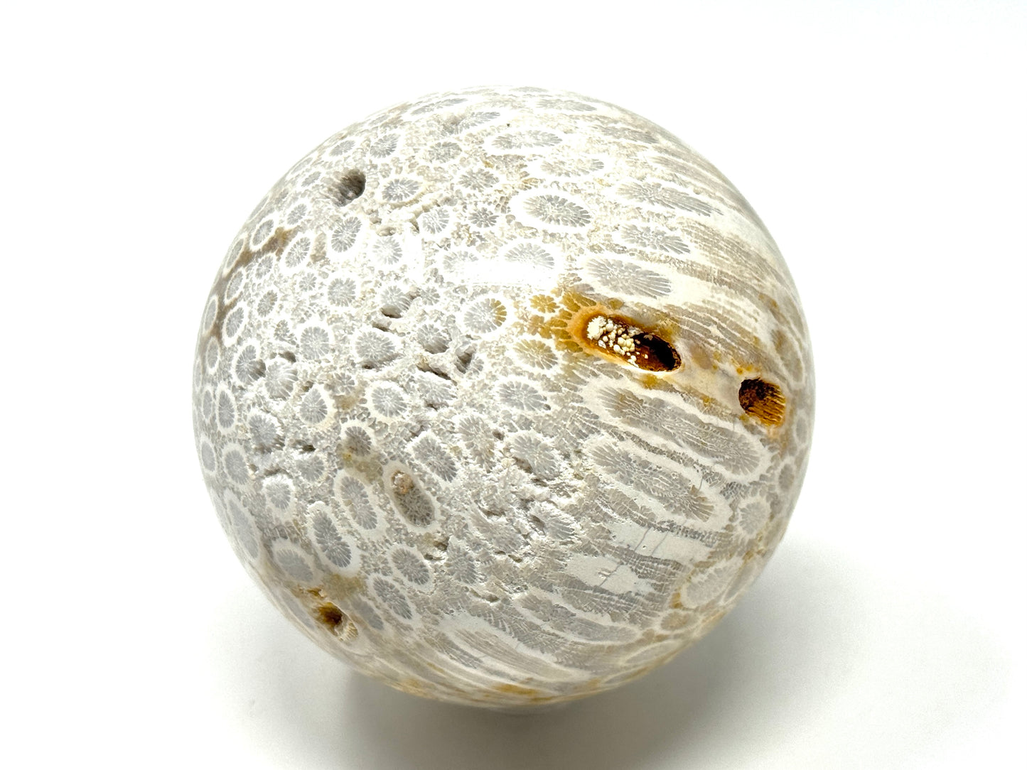 Fossil Coral Sphere 7.5cm