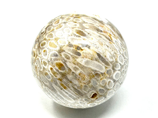 Fossil Coral Sphere 7.5cm