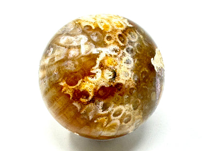 Fossil Coral Sphere 6.5cm