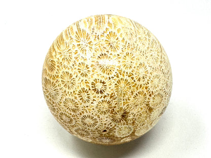 Fossil Coral Sphere 6.6cm