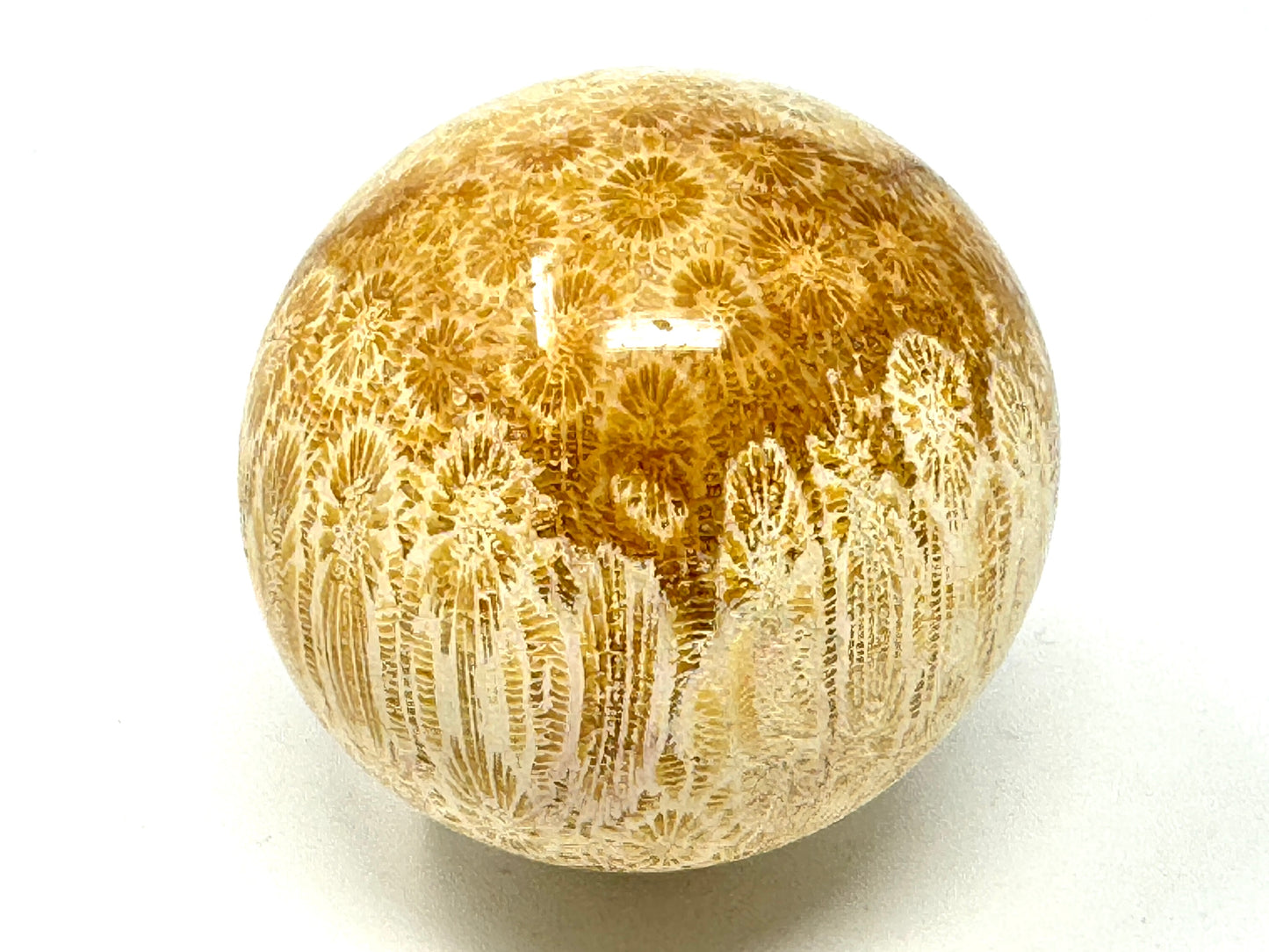 Fossil Coral Sphere 6.6cm