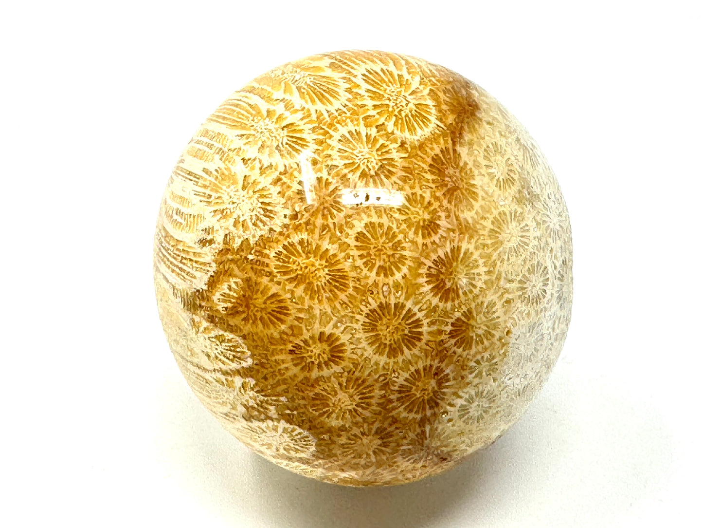 Fossil Coral Sphere 6.6cm