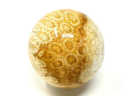 Fossil Coral Sphere 6.6cm