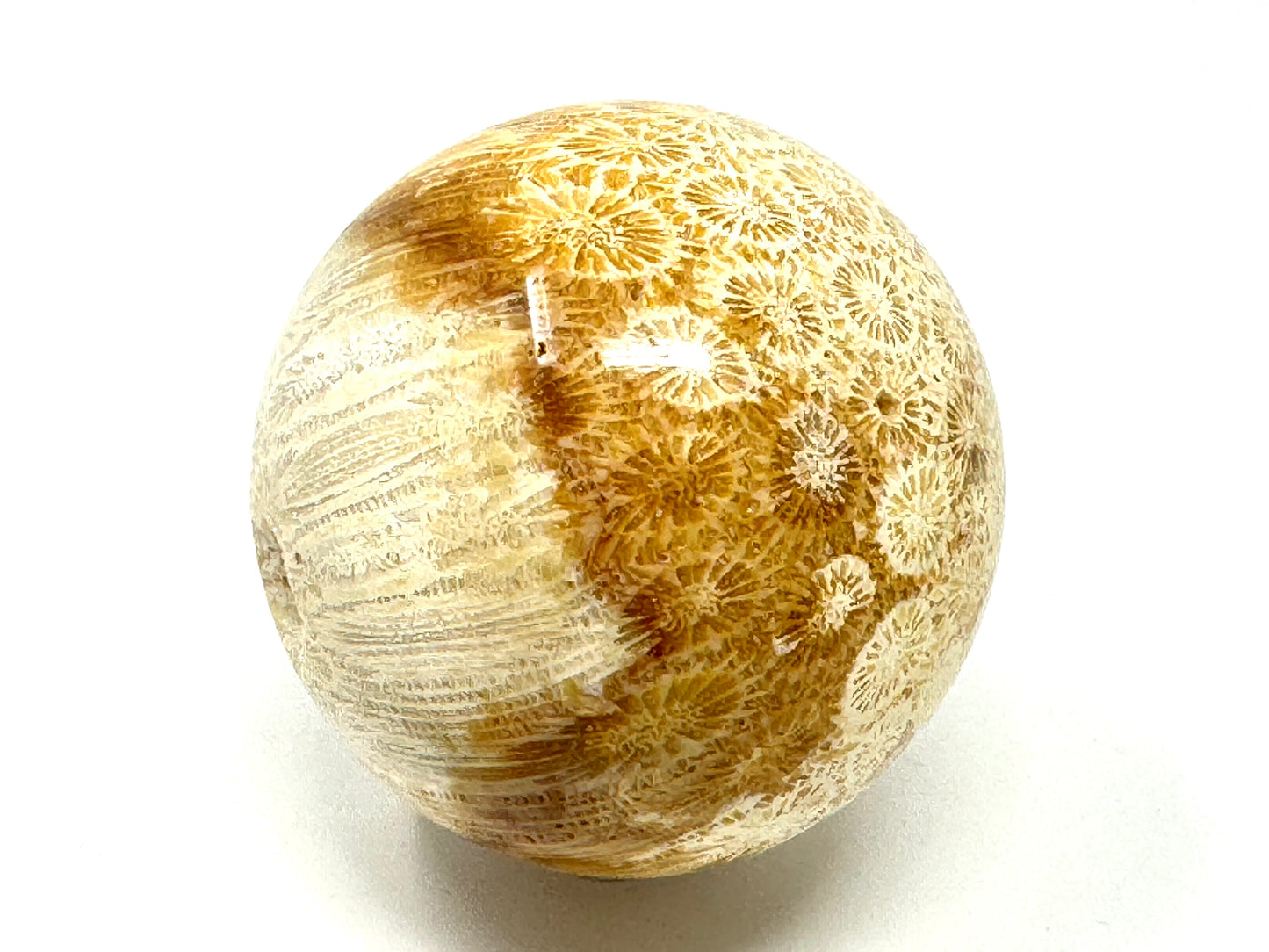 Fossil Coral Sphere 6.6cm