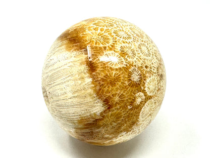 Fossil Coral Sphere 6.6cm