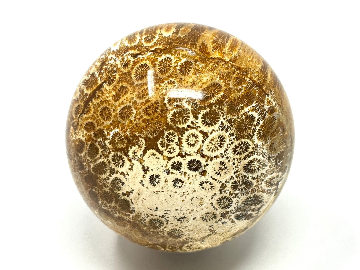 Fossil Coral Sphere 7cm
