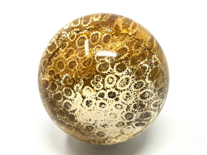 Fossil Coral Sphere 7cm