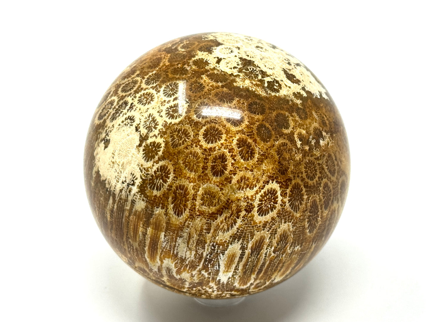 Fossil Coral Sphere 7cm