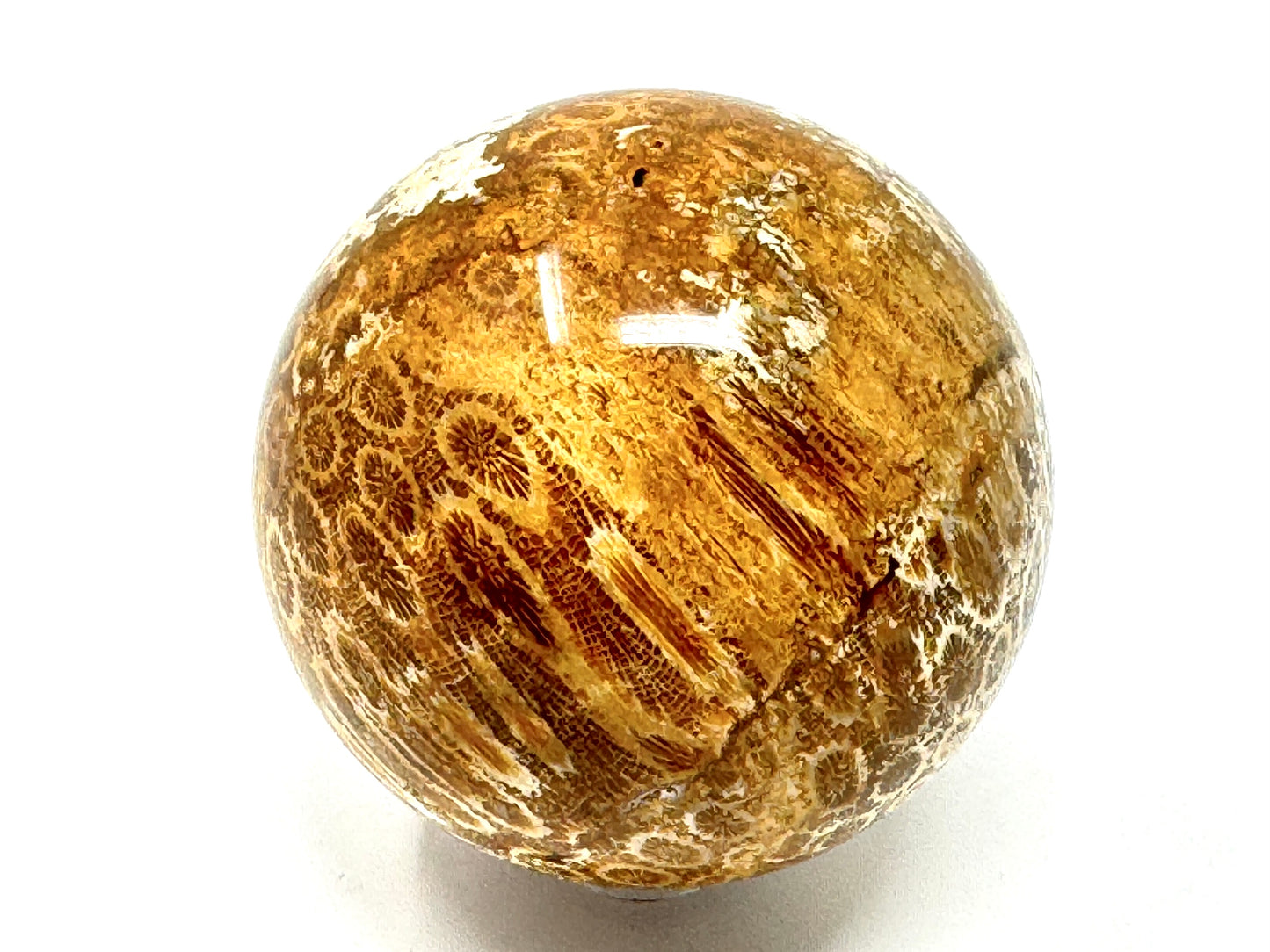Fossil Coral Sphere 7cm