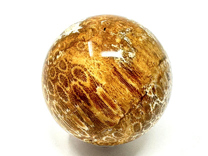 Fossil Coral Sphere 7cm