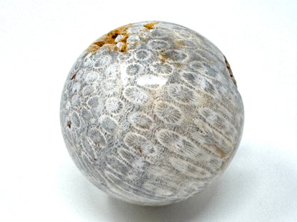 Fossil Coral Sphere 6.8cm