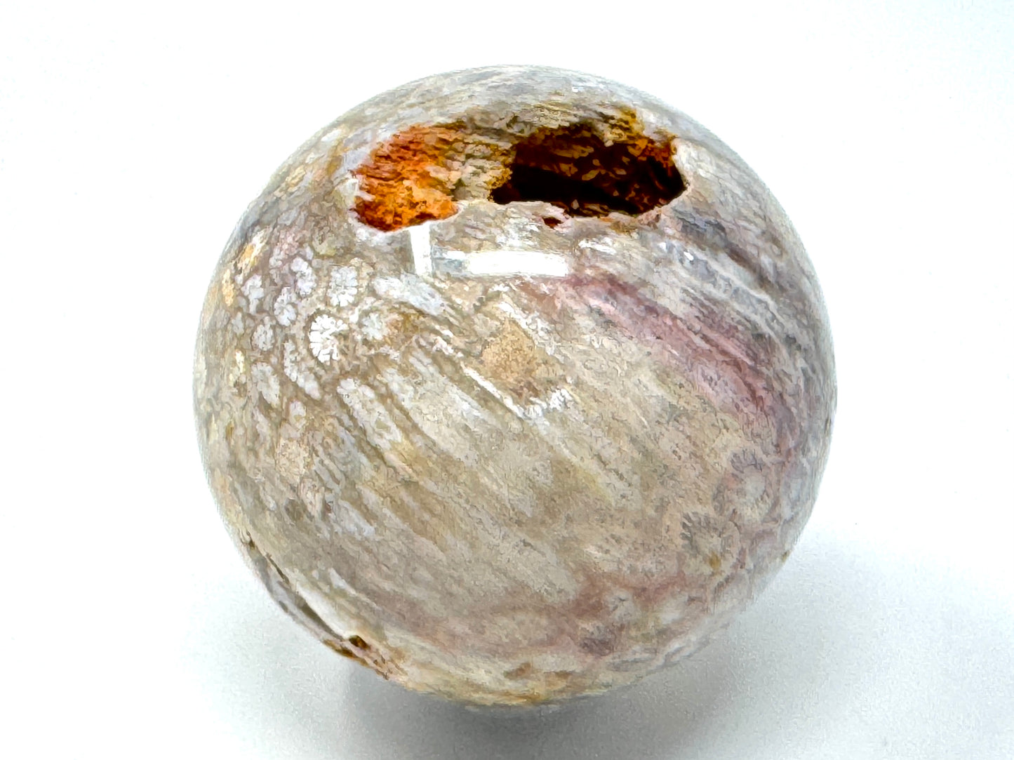 Fossil Coral Sphere 6.8cm