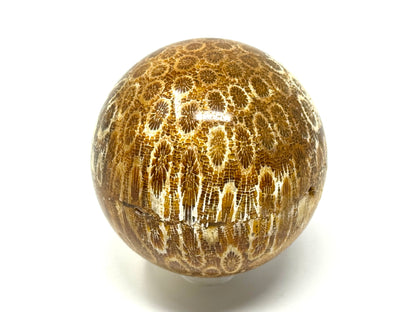 Fossil Coral Sphere 5.8cm