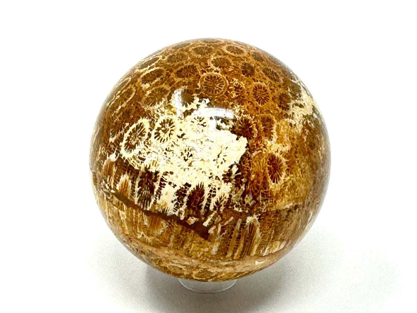 Fossil Coral Sphere 5.8cm