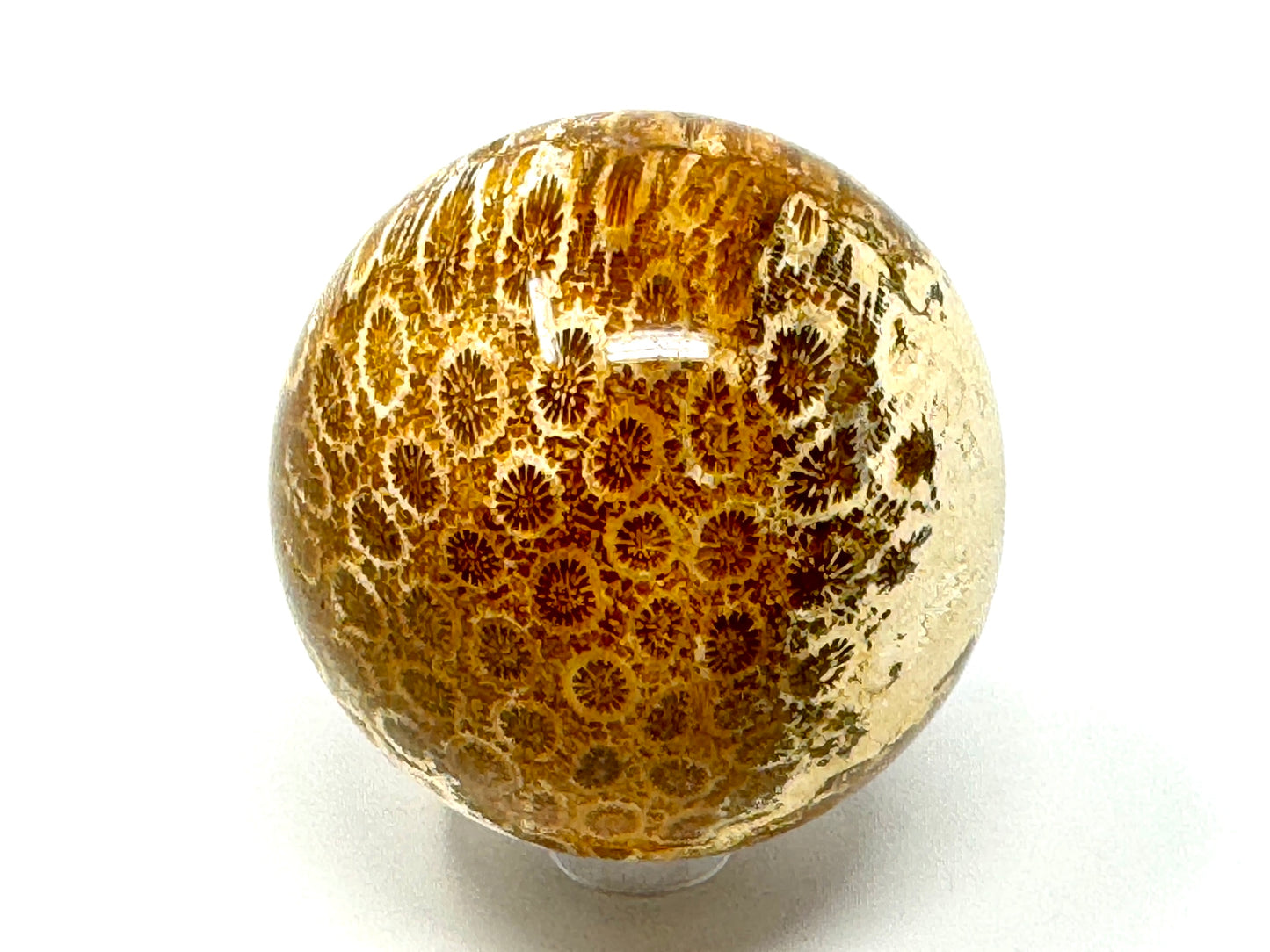 Fossil Coral Sphere 5.8cm