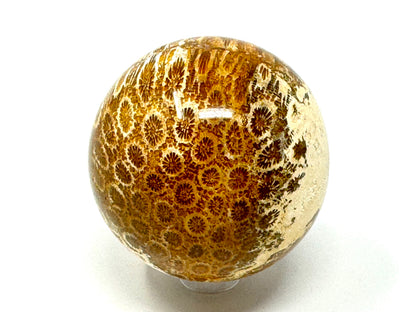 Fossil Coral Sphere 5.8cm