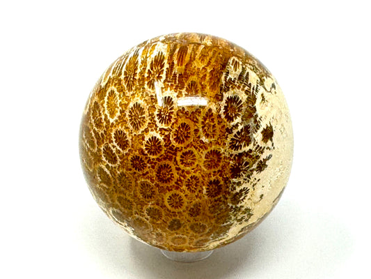 Fossil Coral Sphere 5.8cm