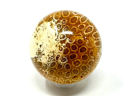 Fossil Coral Sphere 5.8cm